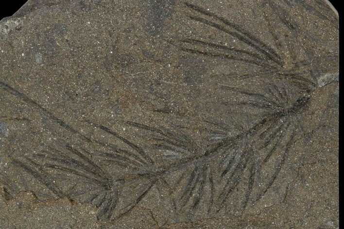 Fossil Pennsylvanian Horsetail (Asterophyllites) - France #114608